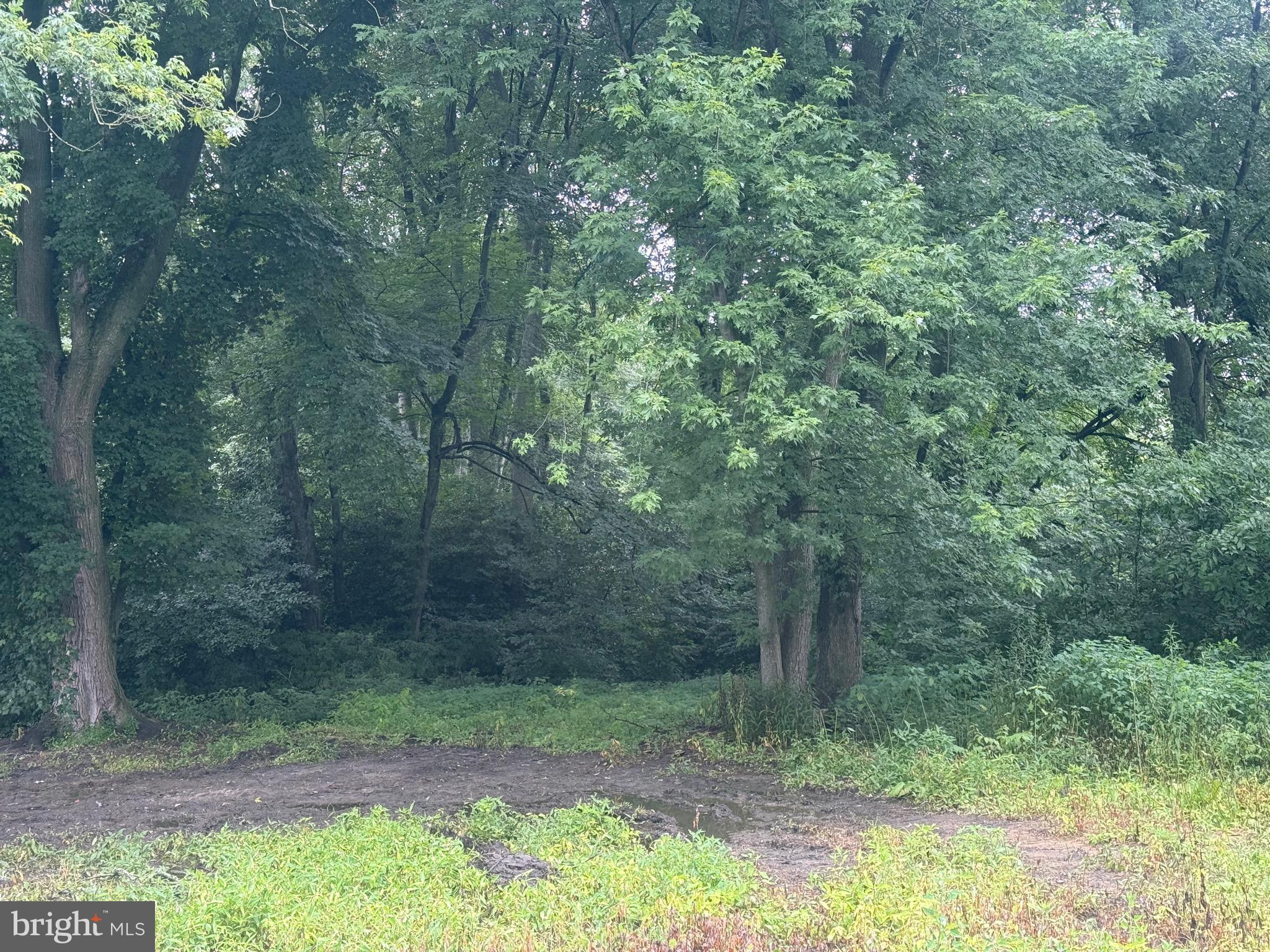 10440 Burrsville Road Denton, MD 21629 - Photo 3 of 9 a view of a forest with trees in the background