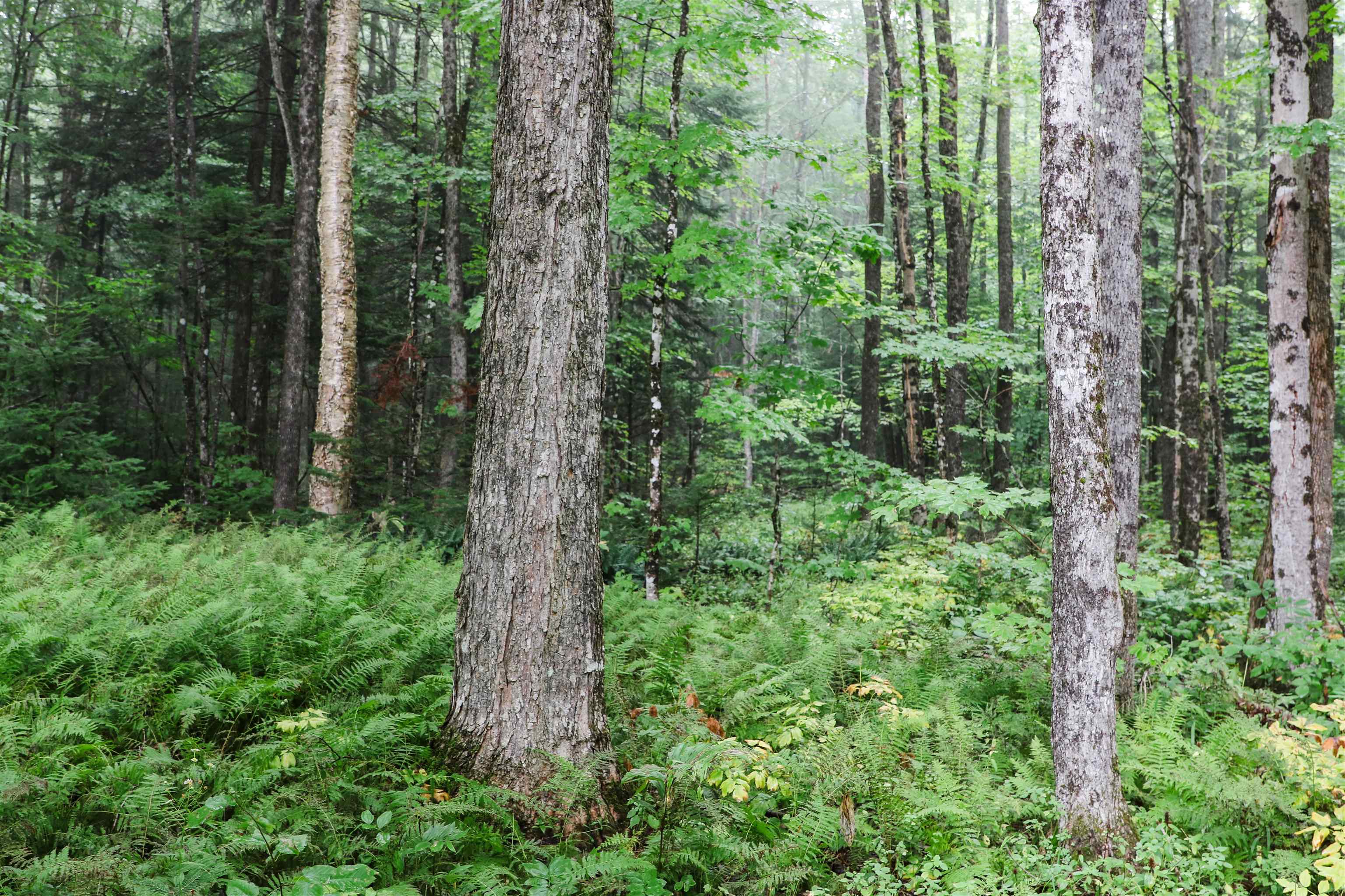 0 Lamotte Road Guildhall, VT 05905 - Photo 6 of 8