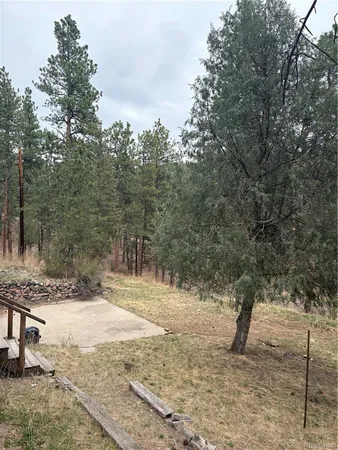 a view of a yard with plants and trees