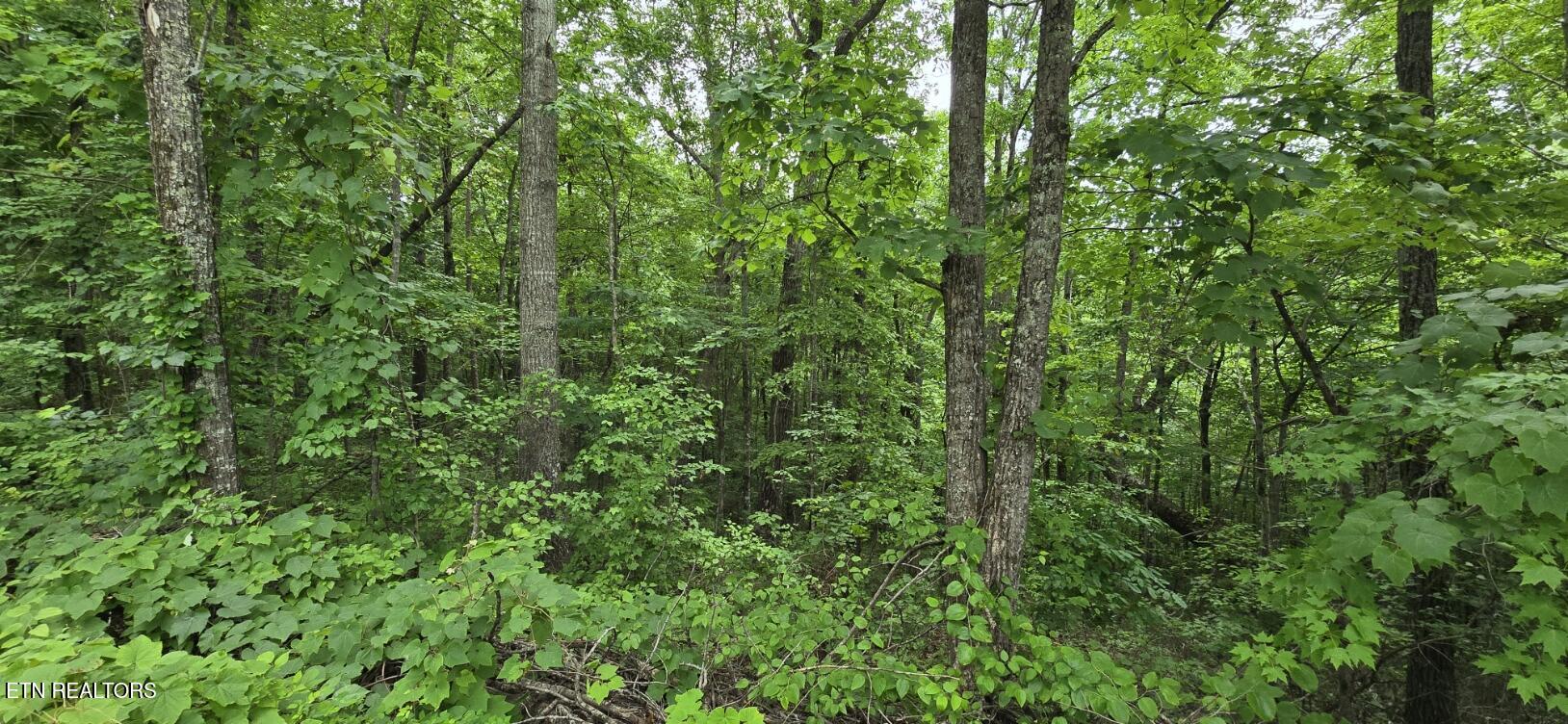 Lot 48-49 Bear Creek Road Oneida, TN 37841 - Photo 10 of 16 20260612_142953
