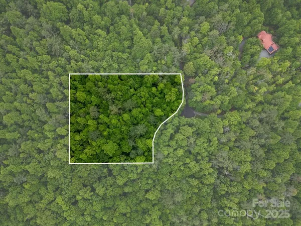 a view of a forest with trees in the background