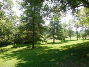 299 Harold Cemetery Road Greeneville, TN 37745 - Photo 3 of 23 front yard