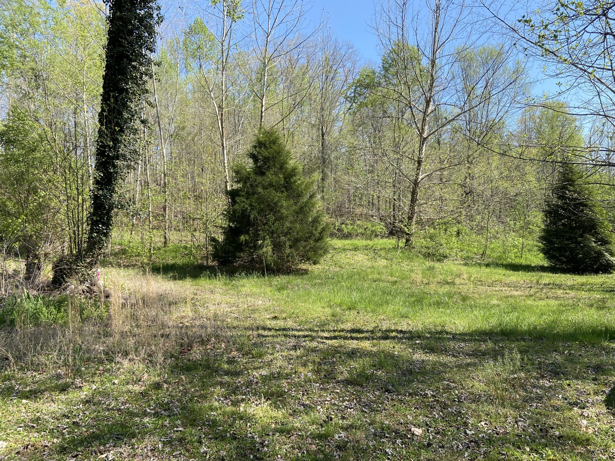 2205 Lower Cove Loop Dayton, TN 37321 - Photo 6 of 11