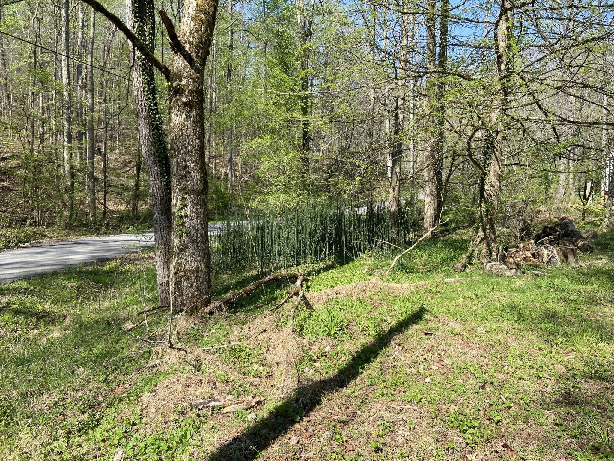 2205 Lower Cove Loop Dayton, TN 37321 - Photo 7 of 11