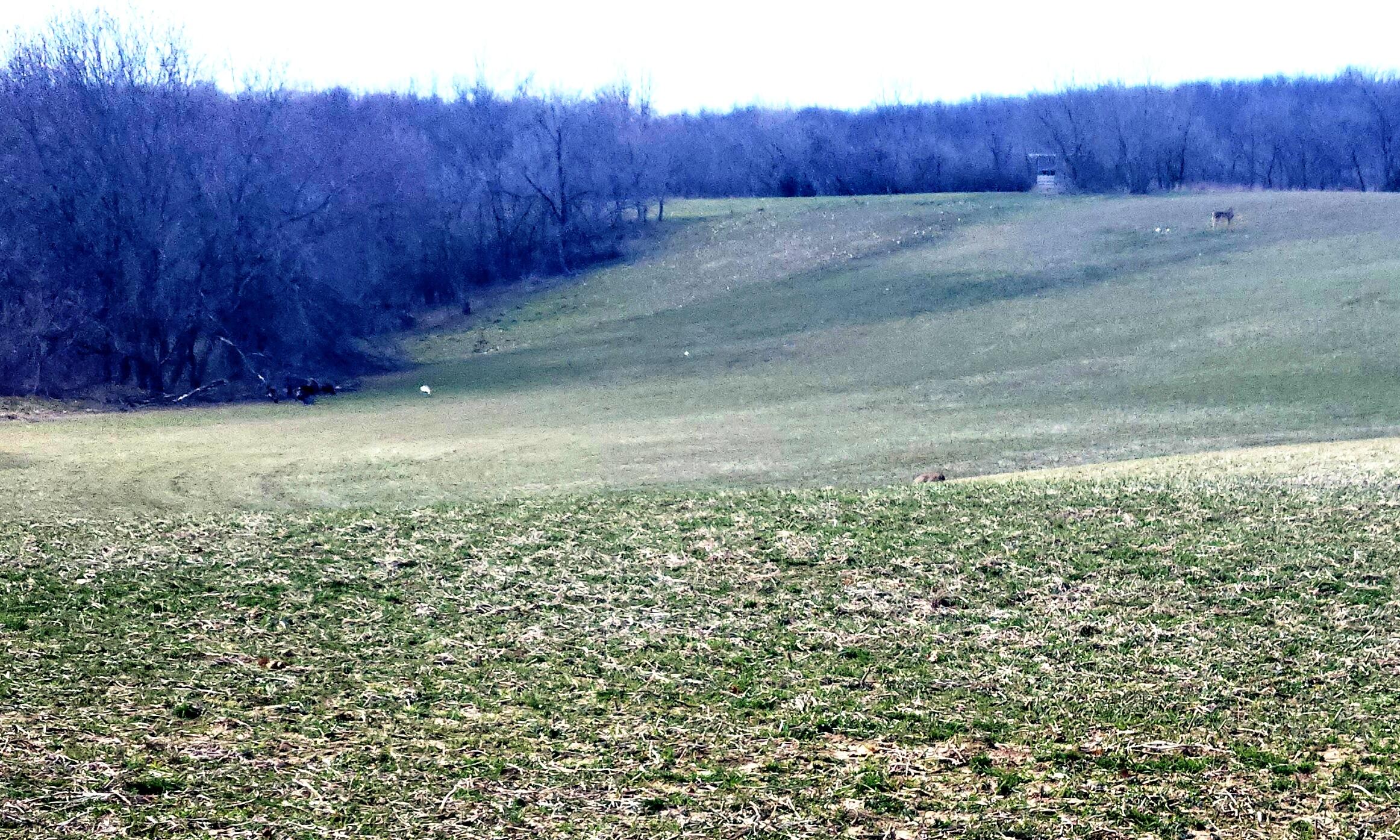 13245 Logan Road Manchester, MI 48158 - Photo 11 of 21 10Deer Turkey