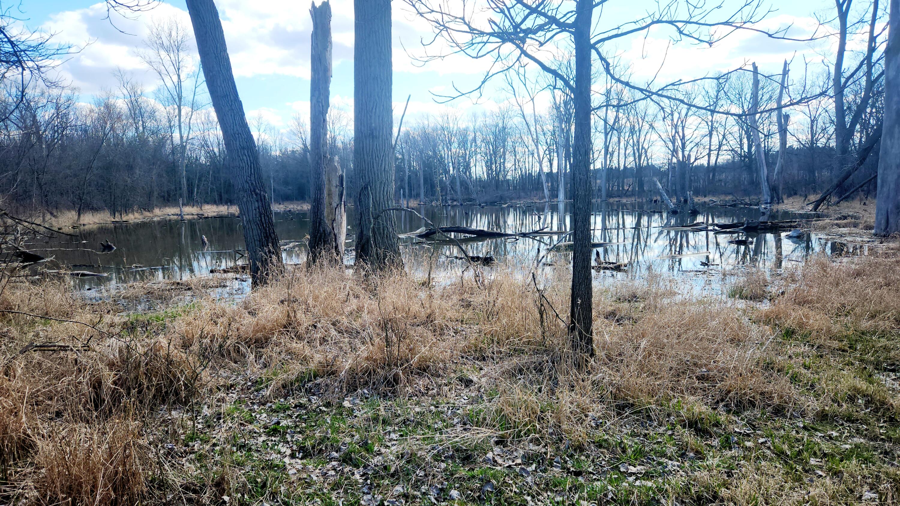 13245 Logan Road Manchester, MI 48158 - Photo 14 of 21 13Pond1