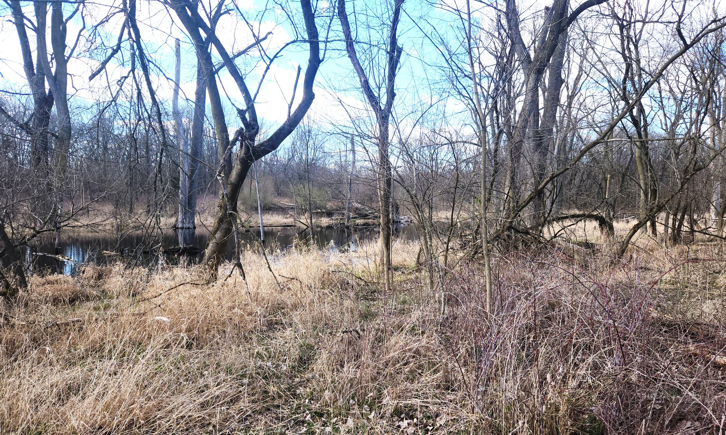 13245 Logan Road Manchester, MI 48158 - Photo 18 of 21 17Pond2