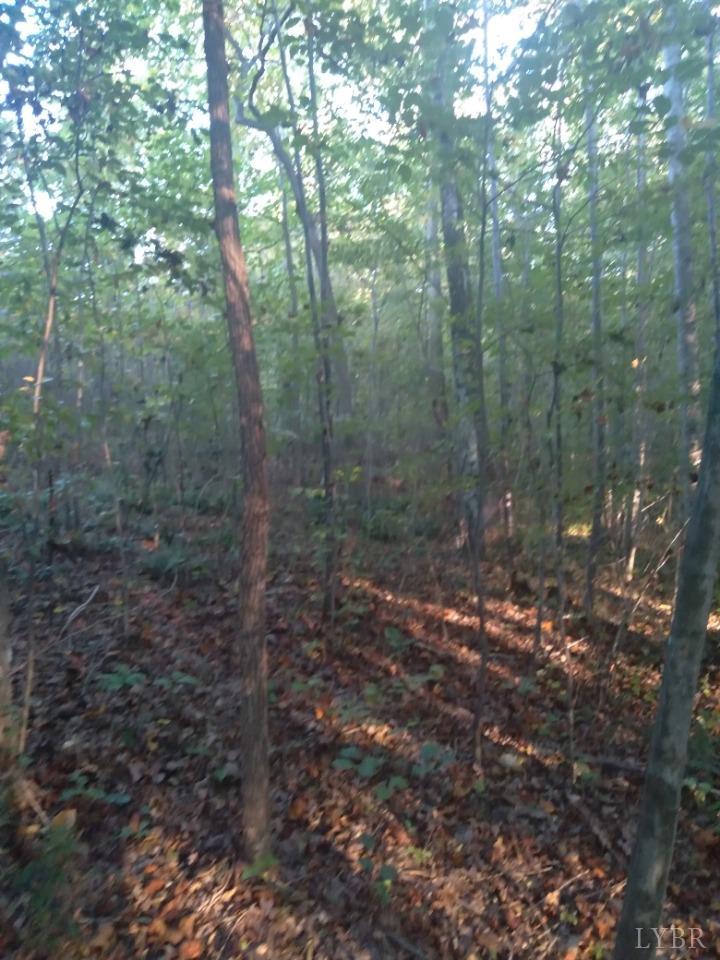 0 Long Short Road Java, VA 24565 - Photo 12 of 13 a view of a forest that has large trees