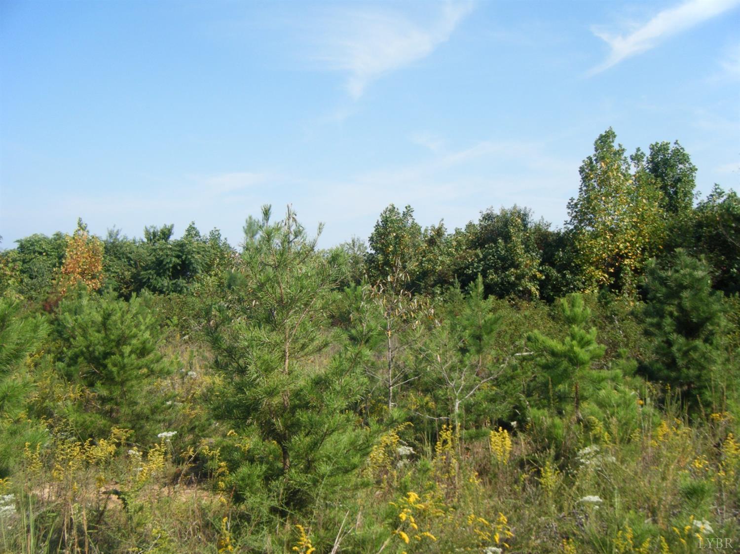 0 Long Short Road Java, VA 24565 - Photo 4 of 13 a view of a plants and trees in a field