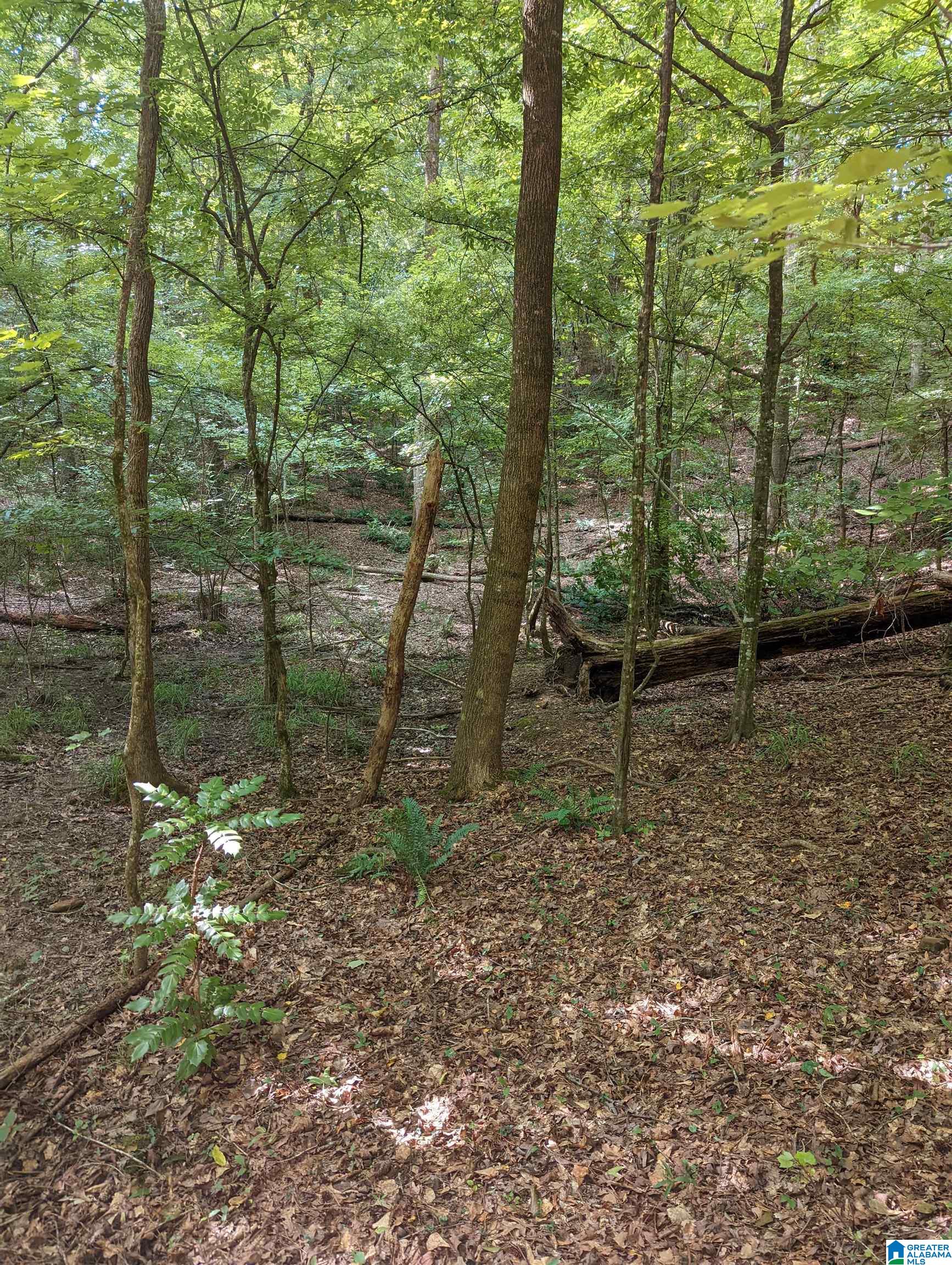 0 Stevens Creek Road Birmingham, AL 35244 - Photo 5 of 11