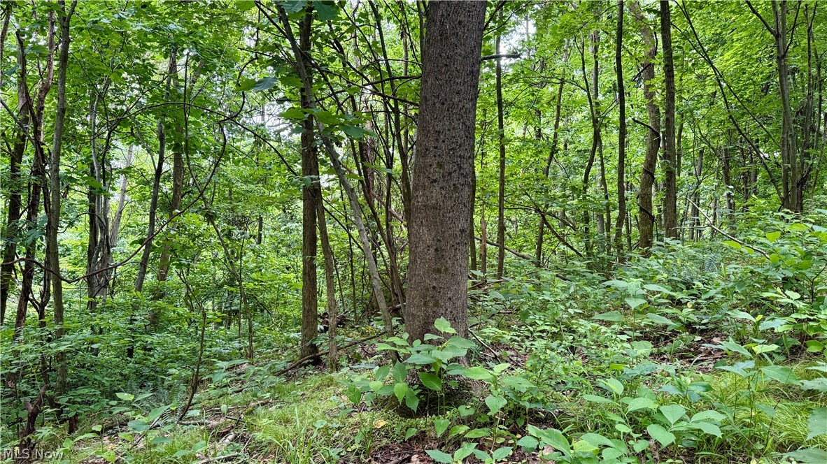 Marlott Run Road Kimbolton, OH 43749 - Photo 30 of 49