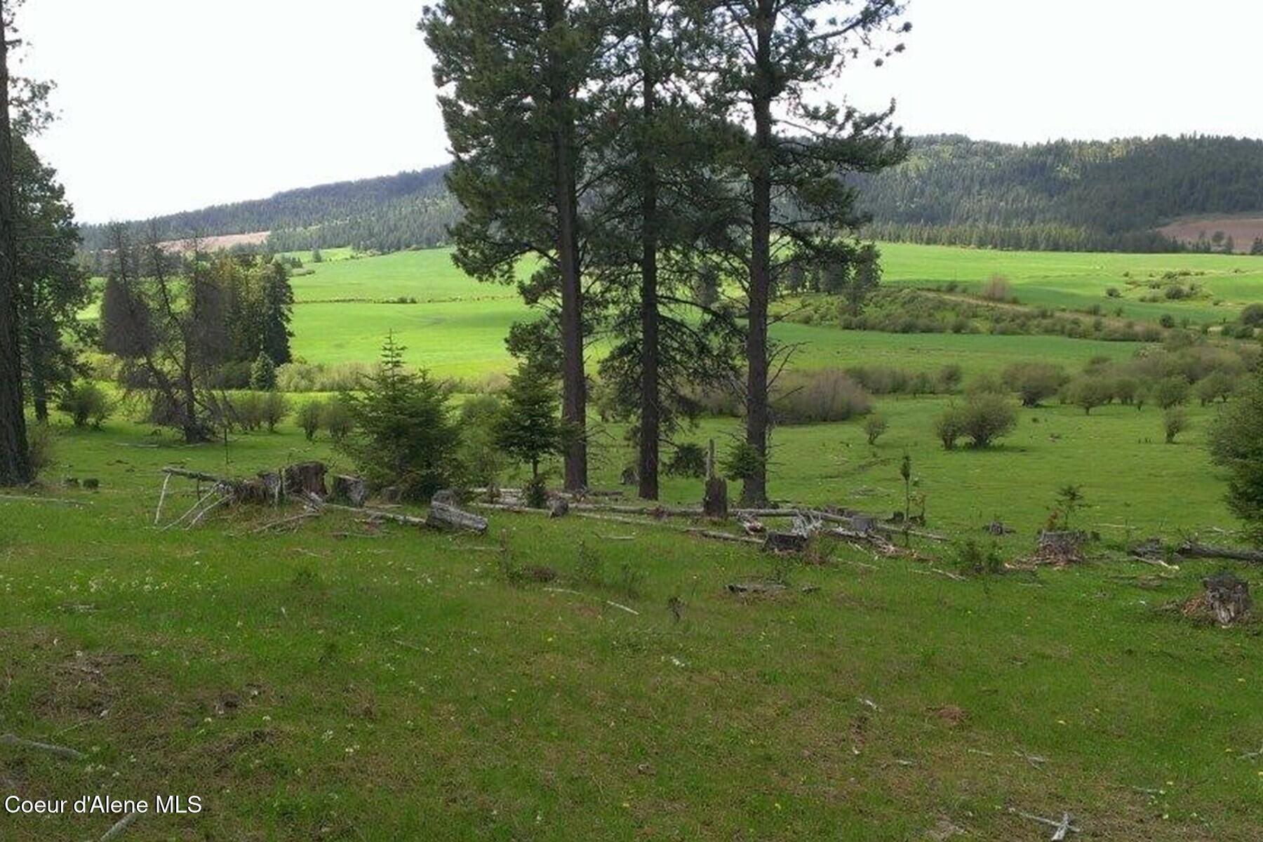 337 Coon Creek Road Plummer, ID 83851 - Photo 42 of 57 Spring Greenery