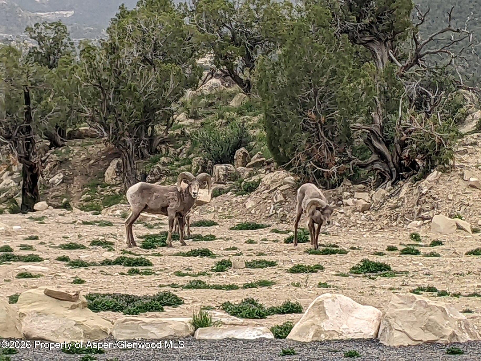 15086 45 45 1/2 Road De Beque, CO 81630 - Photo 29 of 40 a view of a backyard of the house