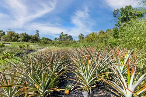 $950,000 | 81-1045 Lot 7 Keopuka Mauka Road, Kealakekua, HI 96750