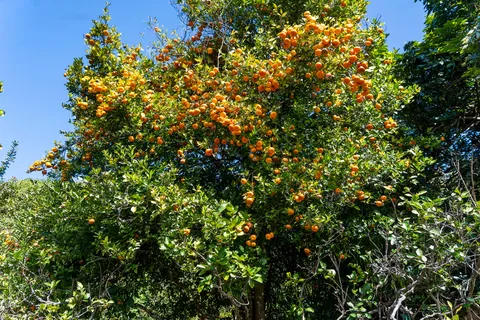 $950,000 | 81-1045 Lot 7 Keopuka Mauka Road, Kealakekua, HI 96750