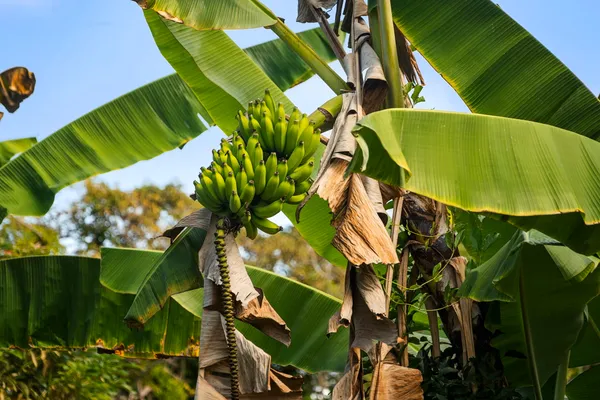 $950,000 | 81-1045 Lot 7 Keopuka Mauka Road, Kealakekua, HI 96750