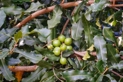 $950,000 | 81-1045 Lot 7 Keopuka Mauka Road, Kealakekua, HI 96750