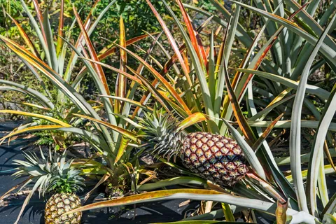 $950,000 | 81-1045 Lot 7 Keopuka Mauka Road, Kealakekua, HI 96750