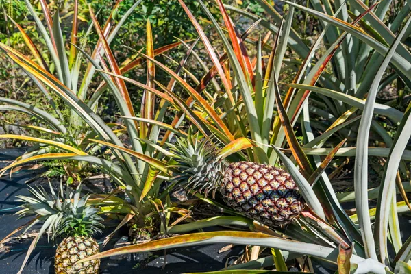 $950,000 | 81-1045 Lot 7 Keopuka Mauka Road, Kealakekua, HI 96750