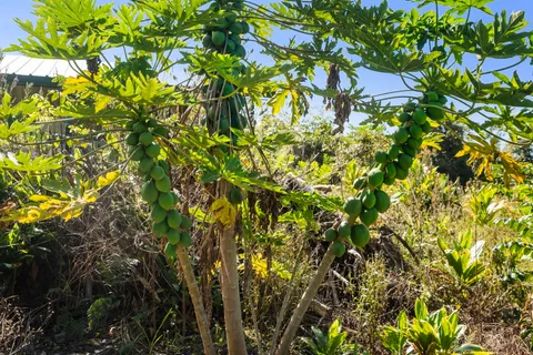 $950,000 | 81-1045 Lot 7 Keopuka Mauka Road, Kealakekua, HI 96750