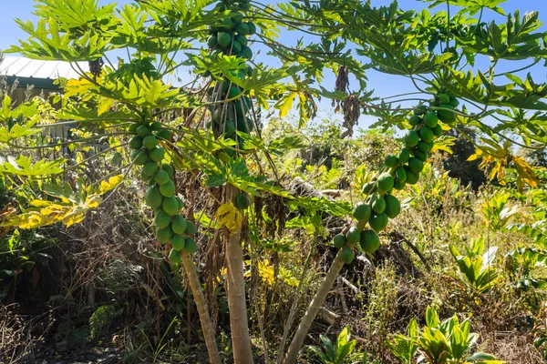 $950,000 | 81-1045 Lot 7 Keopuka Mauka Road, Kealakekua, HI 96750