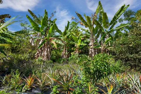 $950,000 | 81-1045 Lot 7 Keopuka Mauka Road, Kealakekua, HI 96750