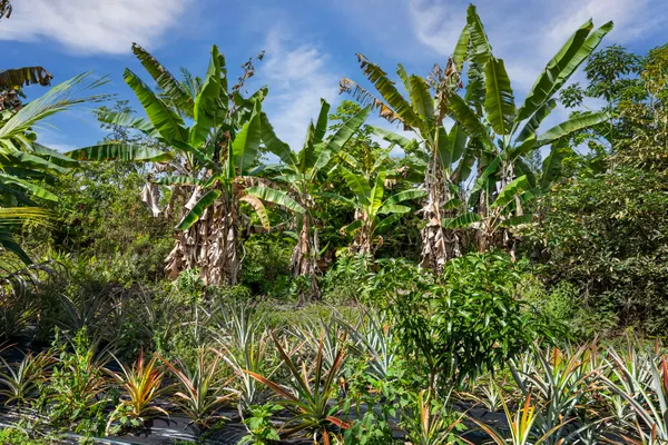 $950,000 | 81-1045 Lot 7 Keopuka Mauka Road, Kealakekua, HI 96750