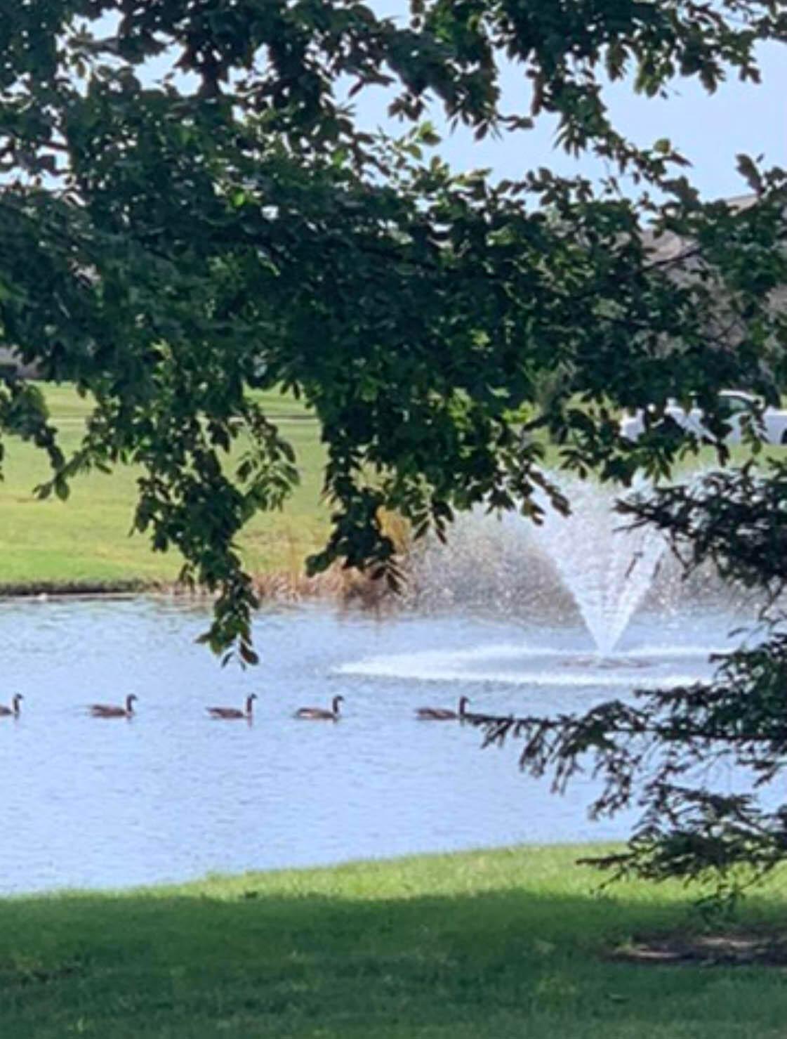 2383 Willowside Lane Grove City, OH 43123 - Photo 19 of 22 Summertime Duck parade...