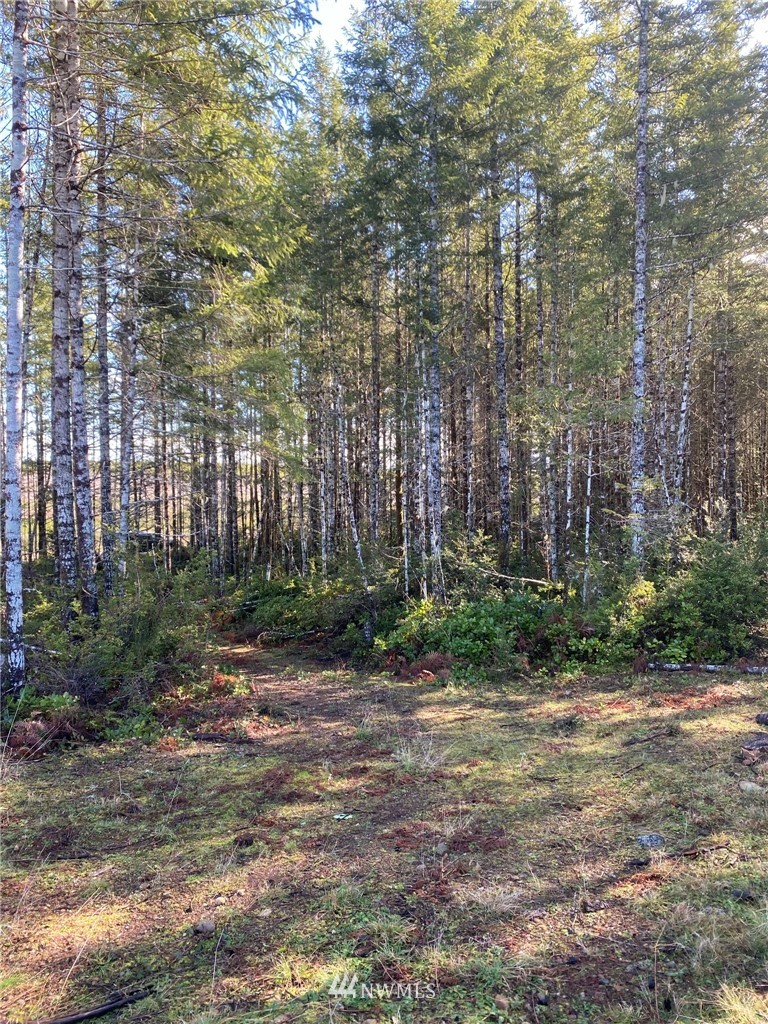 603 East Pinedirosa Road Union, WA 98592 - Photo 11 of 16 Gallery Image 11