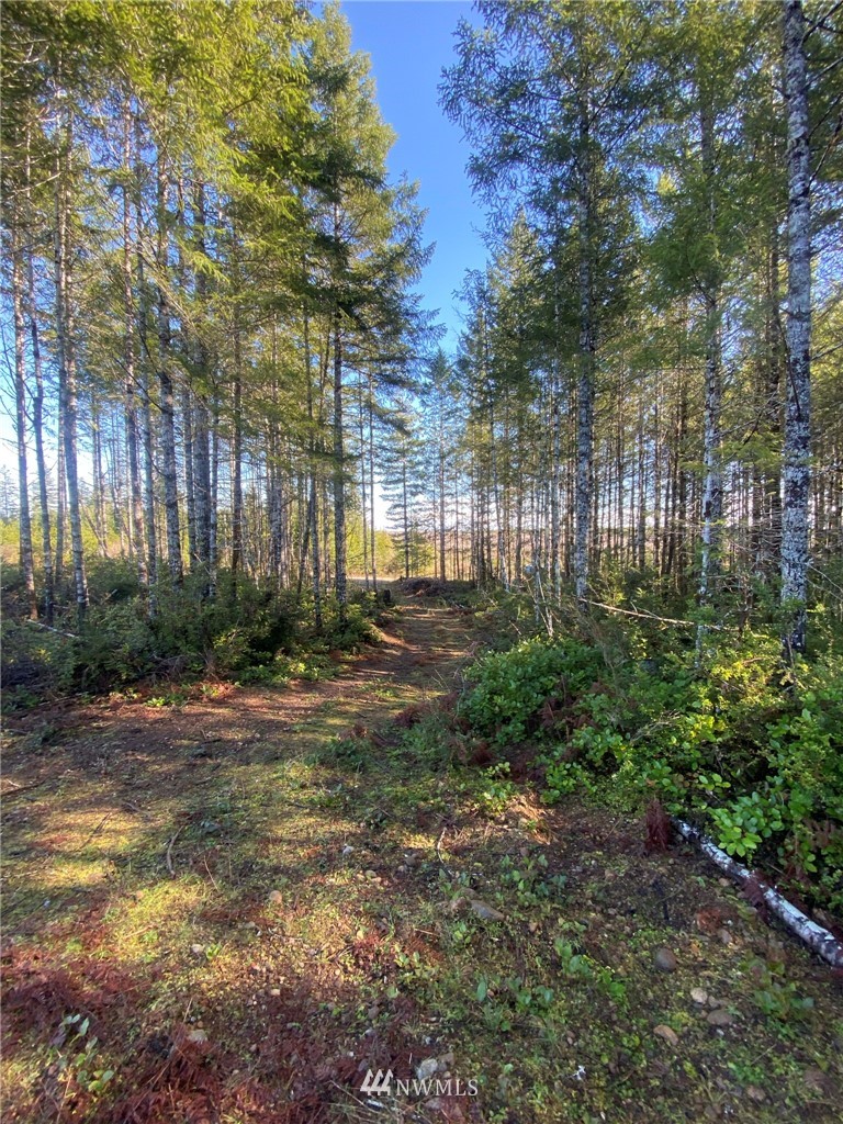 603 East Pinedirosa Road Union, WA 98592 - Photo 9 of 16 Gallery Image 9
