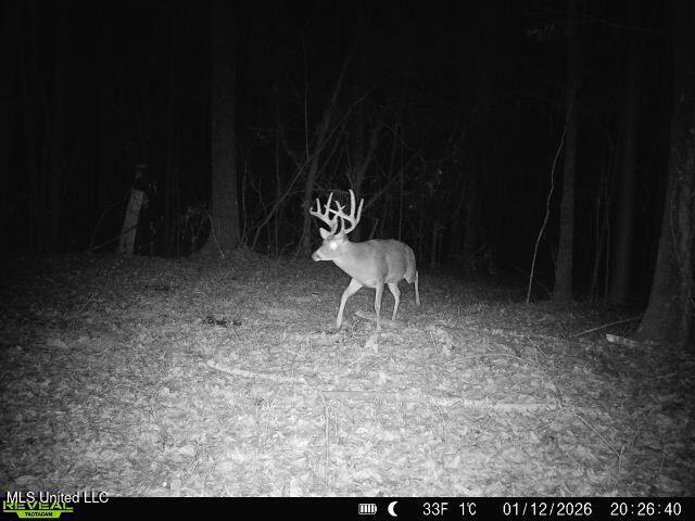 3141 Highway 43 Canton, MS 39046 - Photo 94 of 97 deer 1