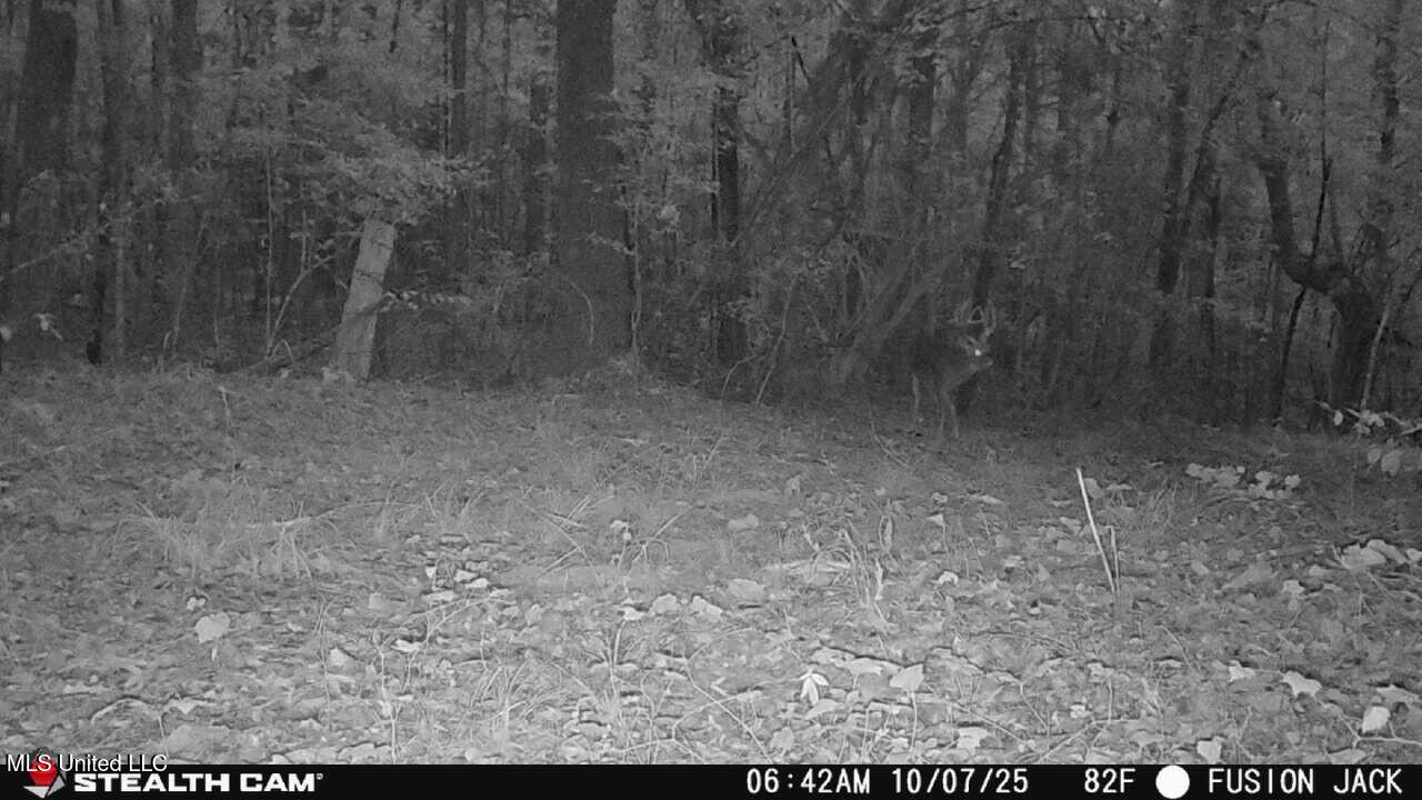 3141 Highway 43 Canton, MS 39046 - Photo 97 of 97 deer 3