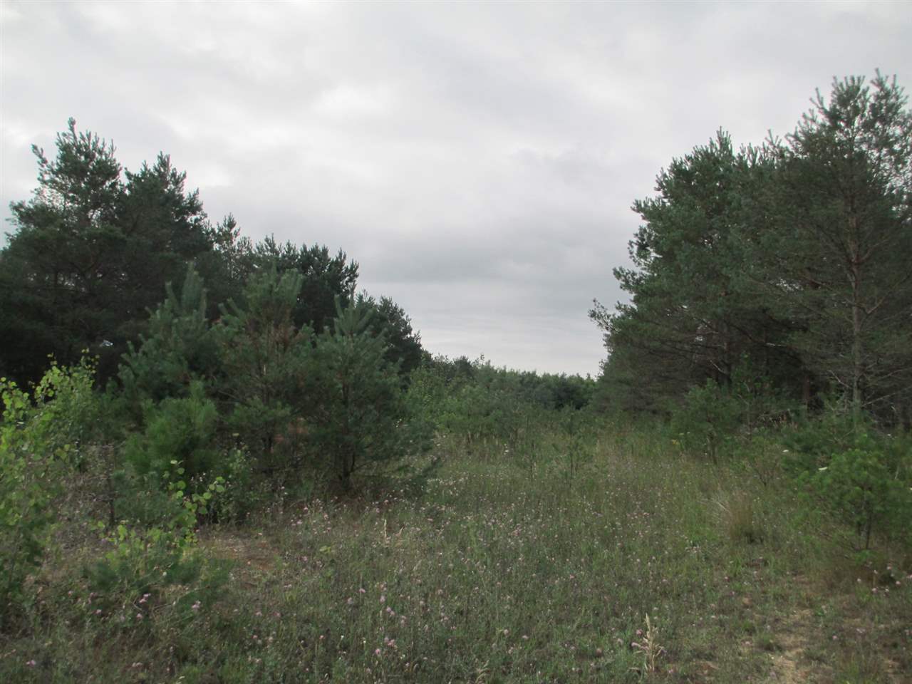 Anderson Road Kalkaska, MI 49646 - Photo 11 of 17 1860155-10.JPG