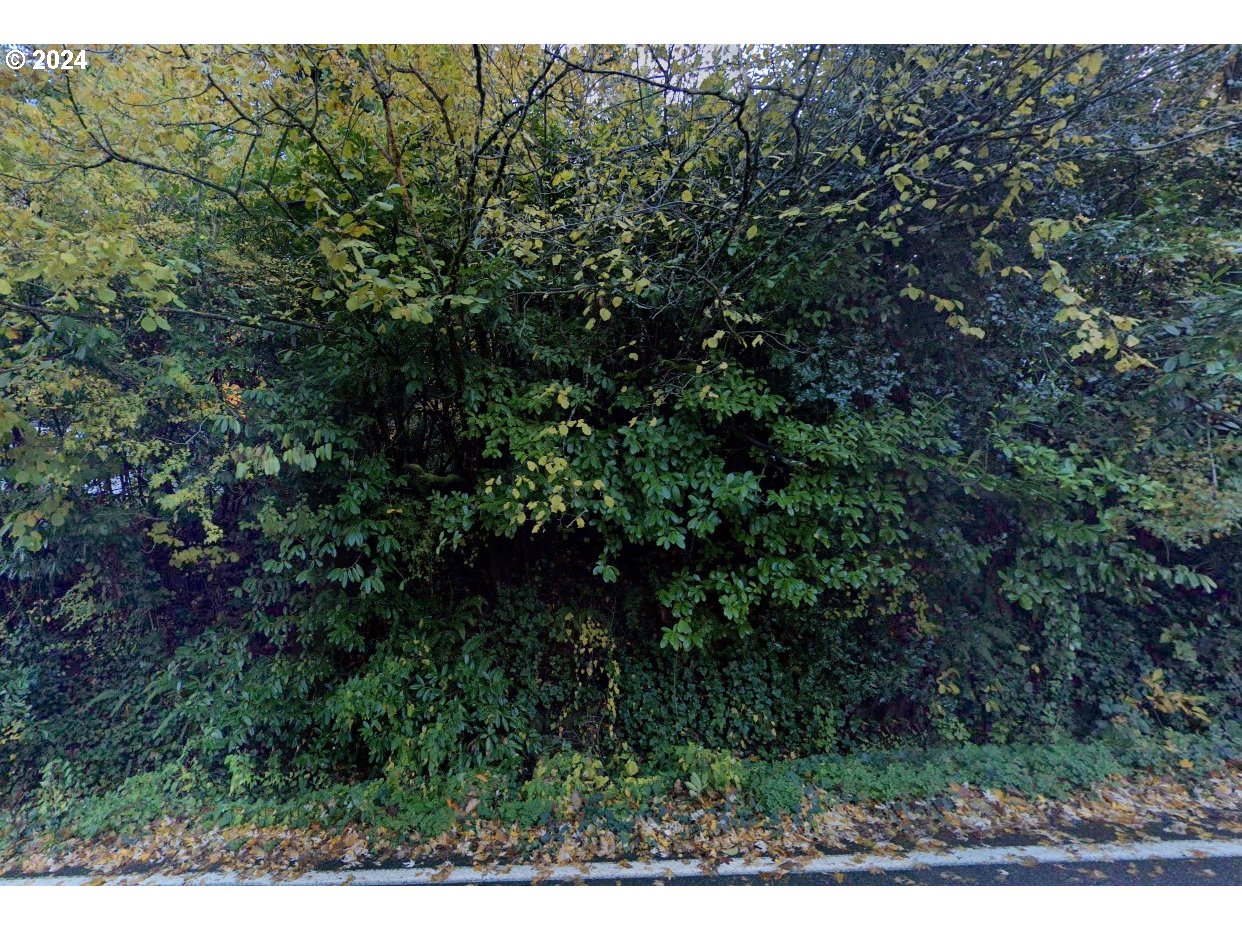 a view of a forest with a tree