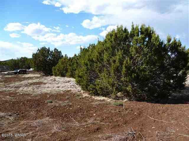 Lot 226 Docs Drive Vernon, AZ 85940 - Photo 1 of 8 a view of a road with a trees in the background