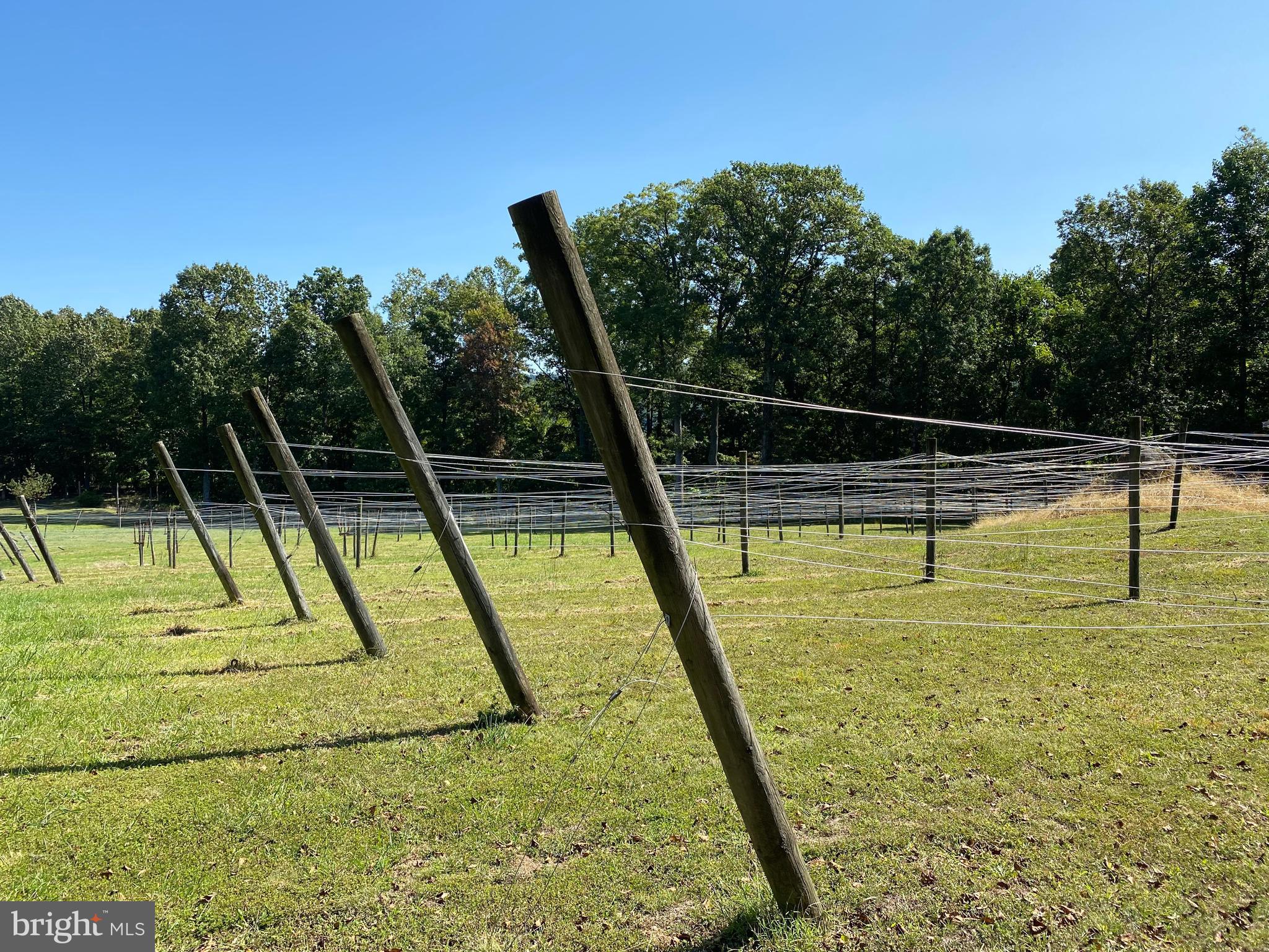 11173 Oakview Road Delaplane, VA 20144 - Photo 11 of 60 Vine ready! Surrounded by electric deer fence