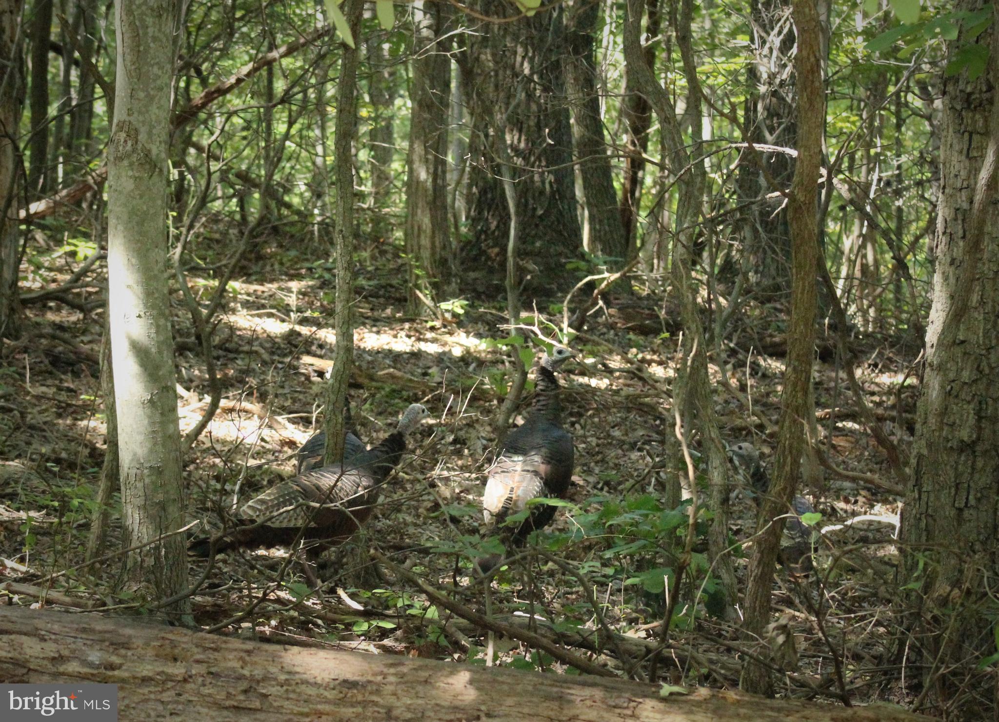 11173 Oakview Road Delaplane, VA 20144 - Photo 51 of 60 Wild Turkey visit often