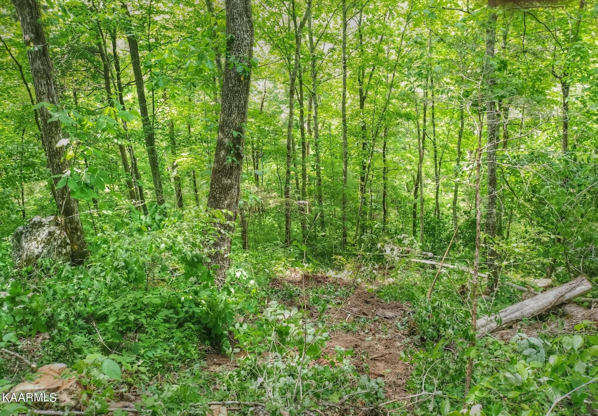2048 Cedar Fork Road Tazewell, TN 37879 - Photo 28 of 30 to the cliffs and stream