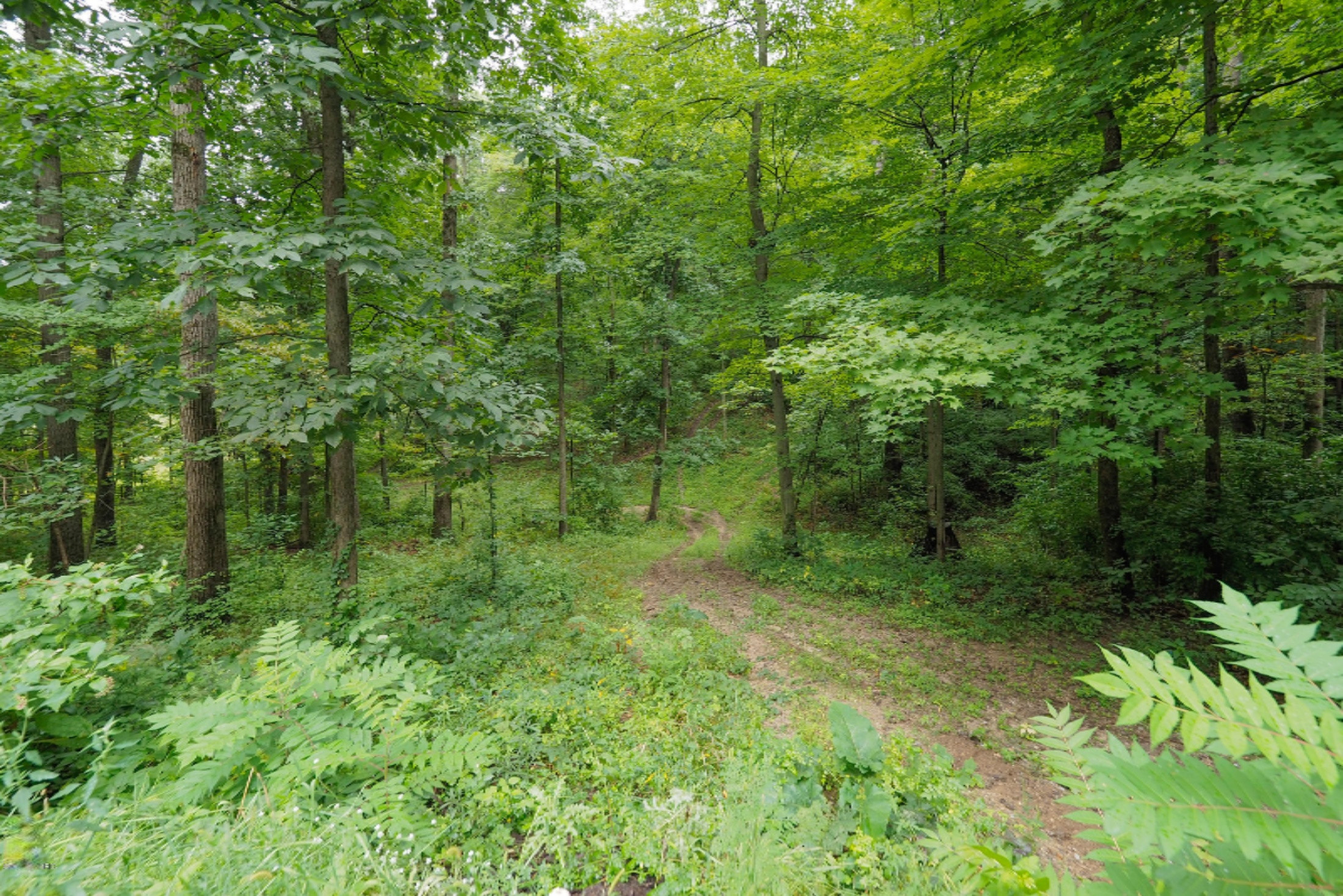 13897 Coon Hollow Road Three Rivers, MI 49093 - Photo 30 of 46 13897 Coon Hollow-130