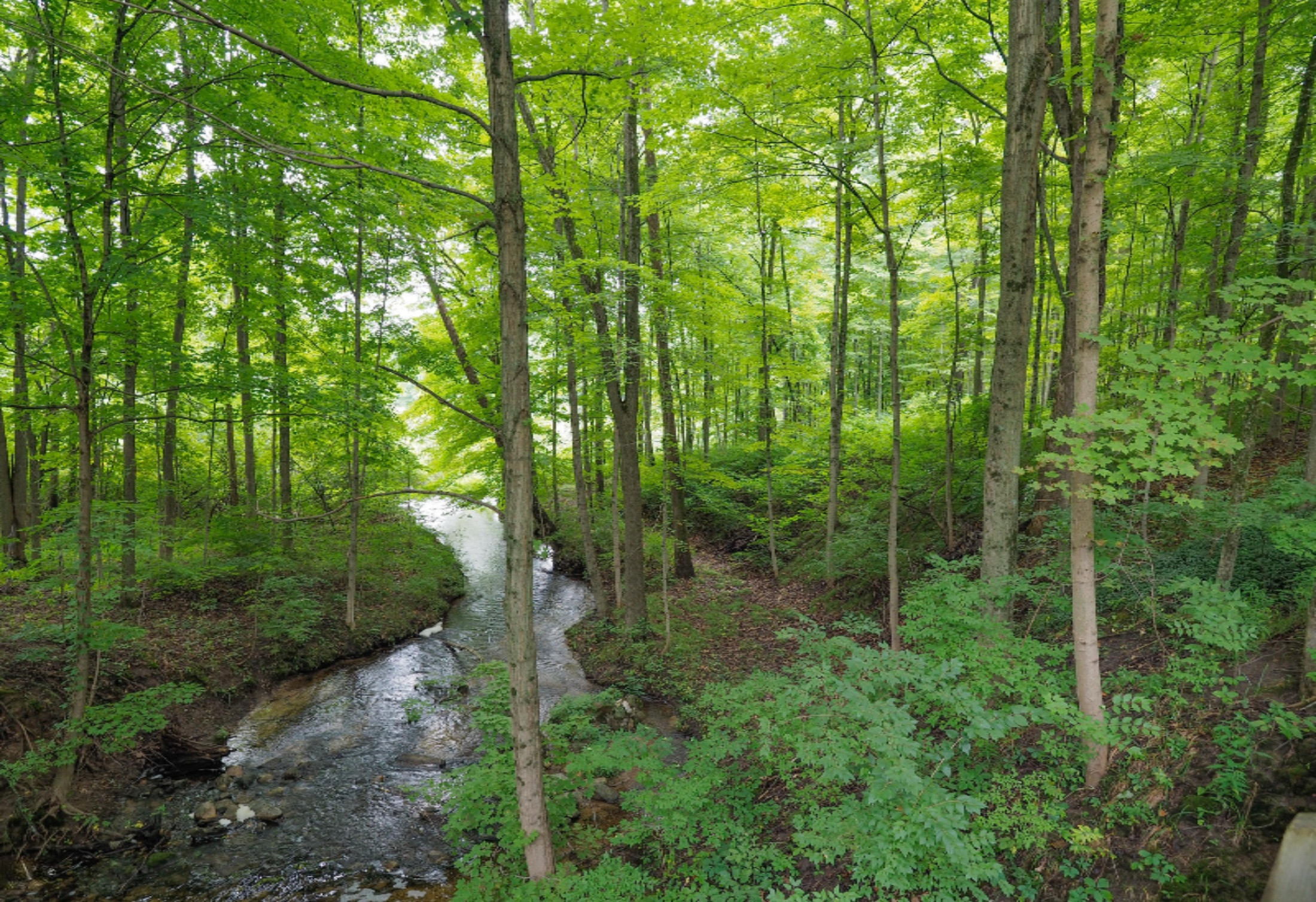 13897 Coon Hollow Road Three Rivers, MI 49093 - Photo 4 of 46 13897 Coon Hollow-104