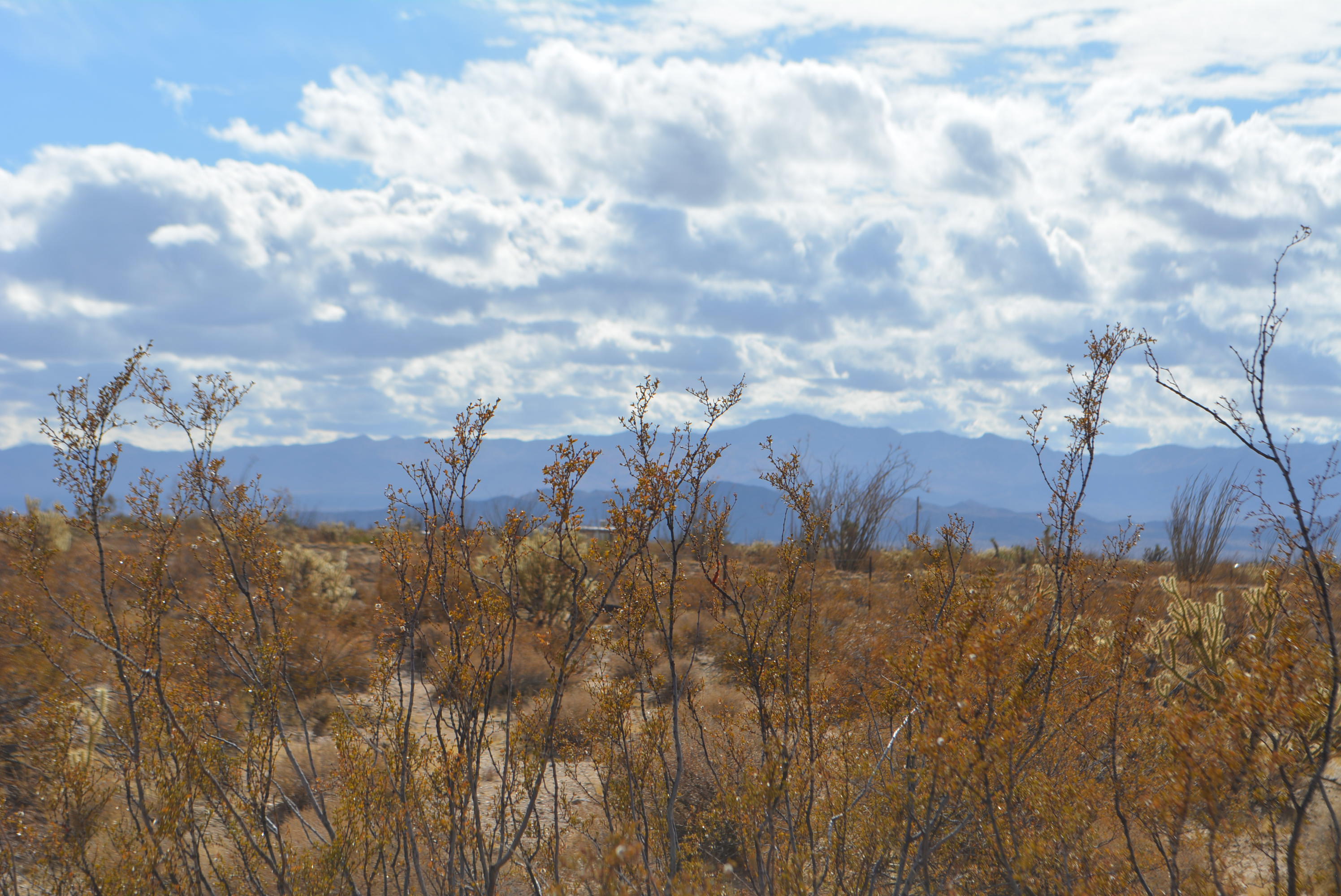 3-lots Cameron Road Yucca, AZ 86438 - Photo 3 of 18 DSC_0264