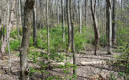 94 Forest Hill Drive Blue Ridge, GA 30513 - Photo 1 of 1 Main View