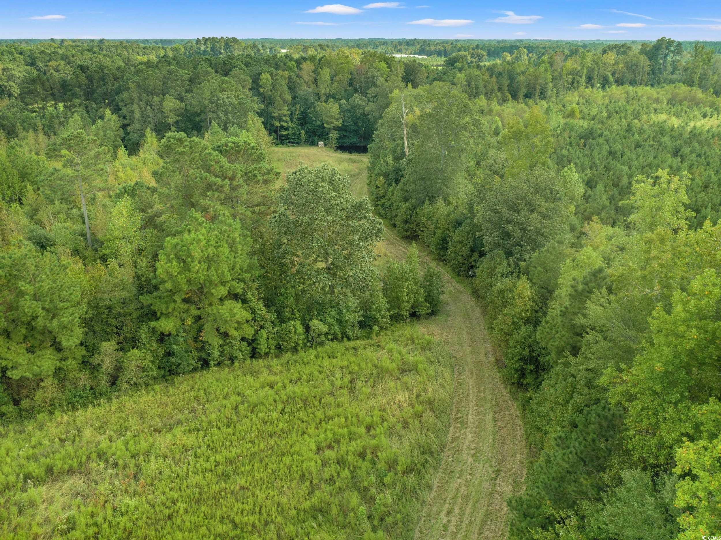 1217 Poplar Creek Road Lake View, SC 29563 - Photo 31 of 38 Drone / aerial view of a forest