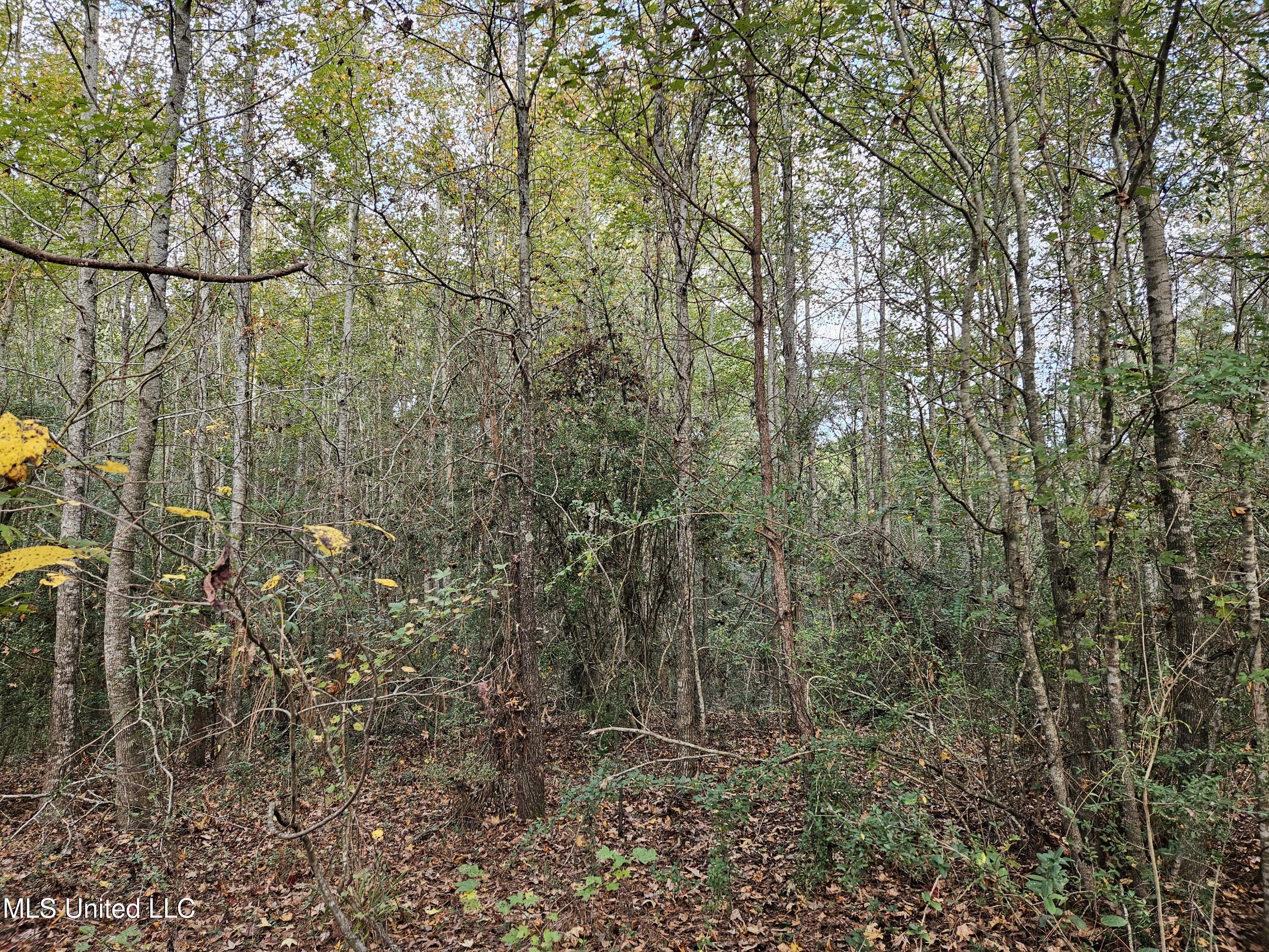 Mt Sinai Road Foxworth, MS 39483 - Photo 11 of 38 20251109_080452