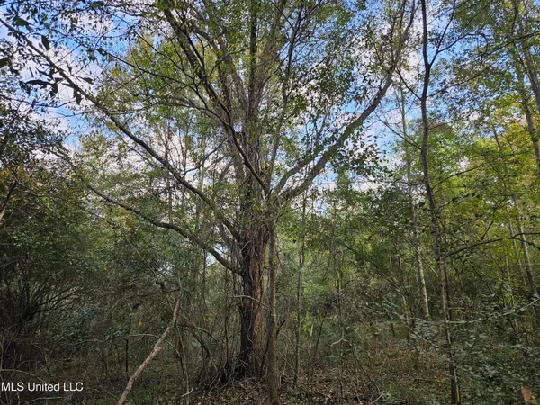 $16,500 | Mt Sinai Road, Foxworth, MS 39483