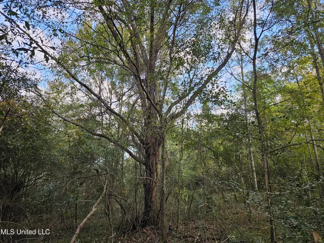 $16,500 | Mt Sinai Road, Foxworth, MS 39483