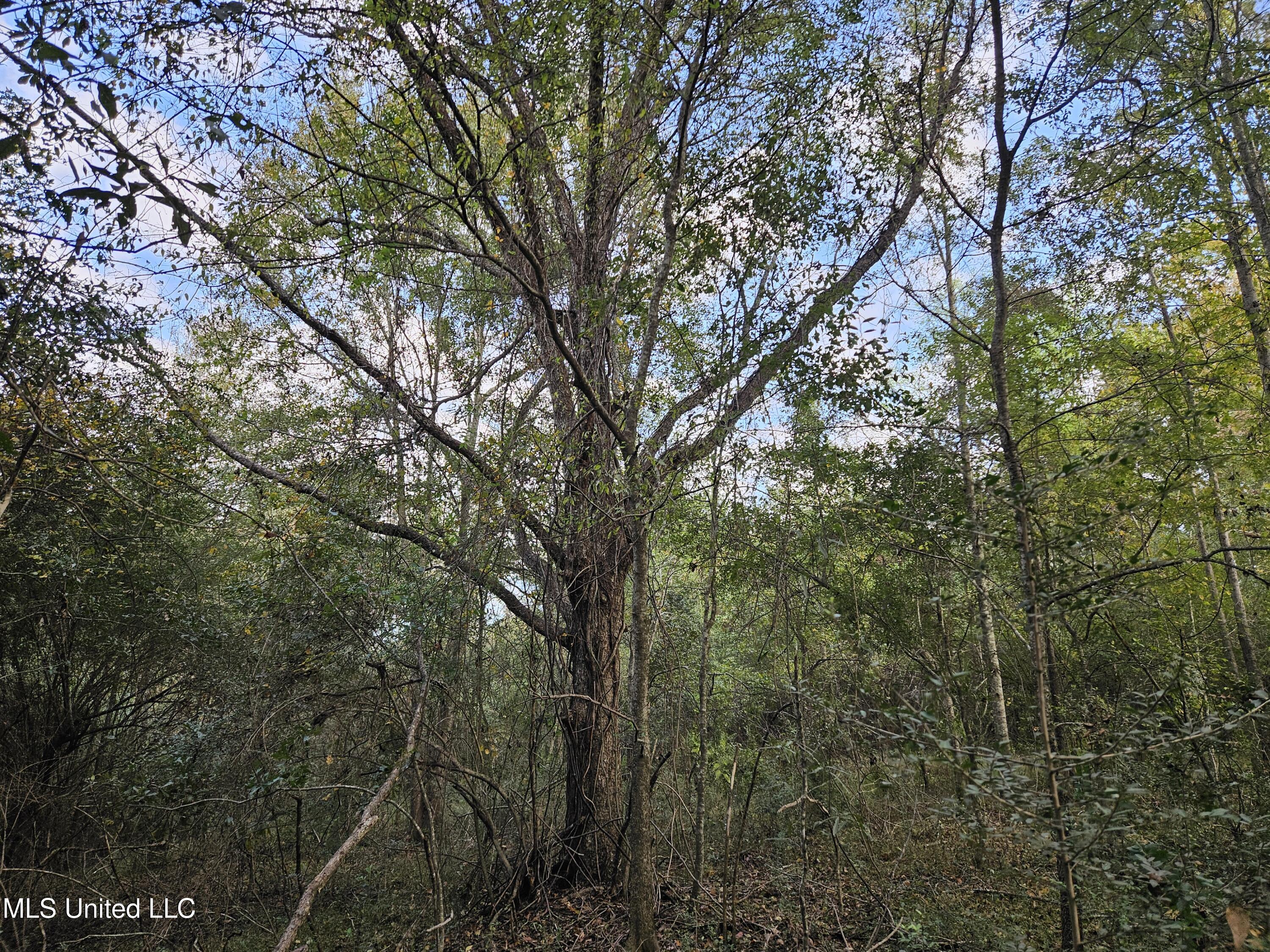 Mt Sinai Road Foxworth, MS 39483 - Photo 13 of 38 20251109_080552