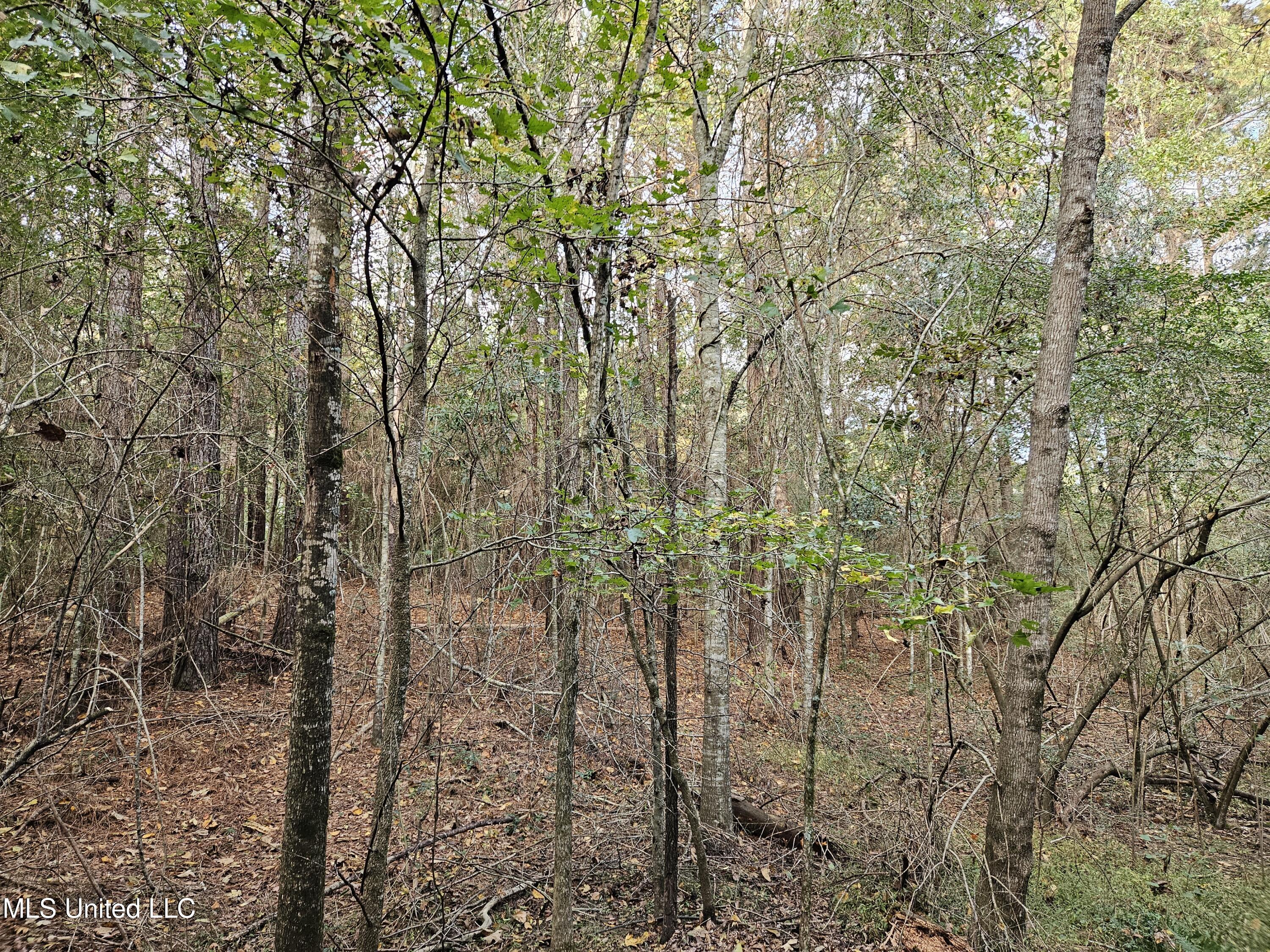 Mt Sinai Road Foxworth, MS 39483 - Photo 14 of 38 20251109_080614