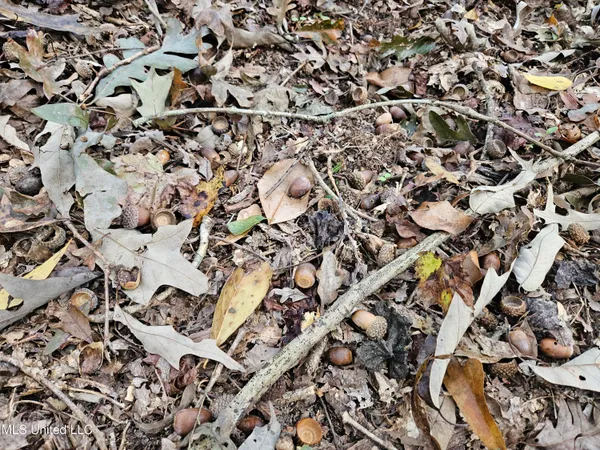 $16,500 | Mt Sinai Road, Foxworth, MS 39483