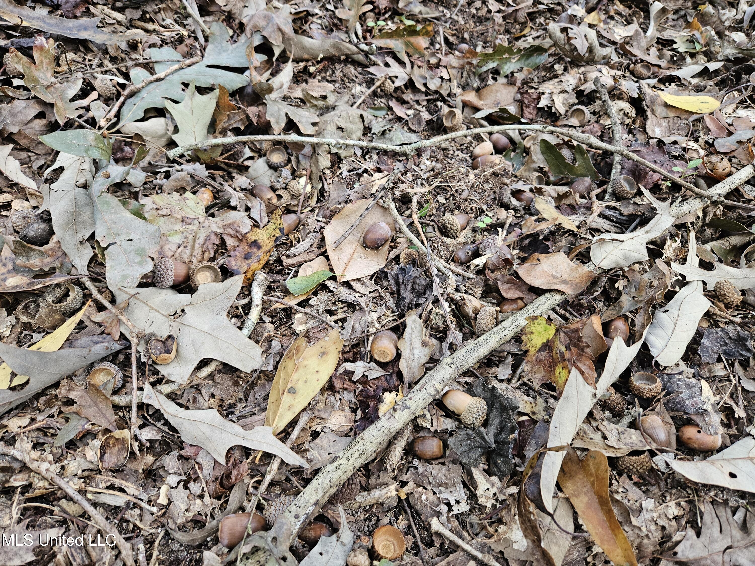 Mt Sinai Road Foxworth, MS 39483 - Photo 18 of 38 20251109_080807